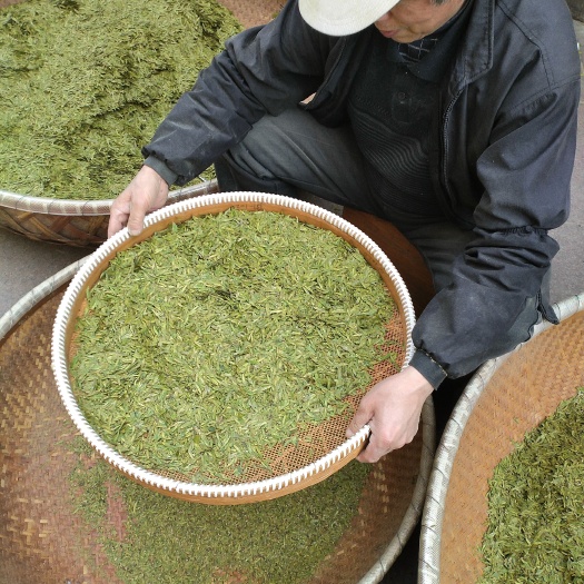 新昌县龙井茶 大佛龙井新茶豆香浓