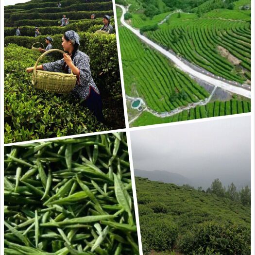 鄂州有需要湖北省恩施州巴东县绿茶联系