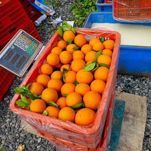 贺州夏橙
