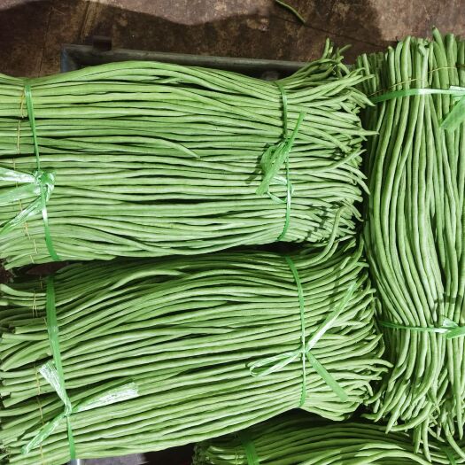 徐闻县绿翡翠长豆角 新苗豆角大量上市！