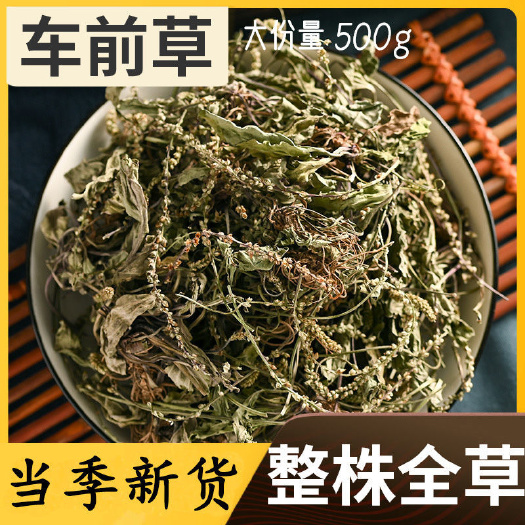 兴仁市车前草 车车菜清热 新鲜晒干货 贵州地道原生中药材