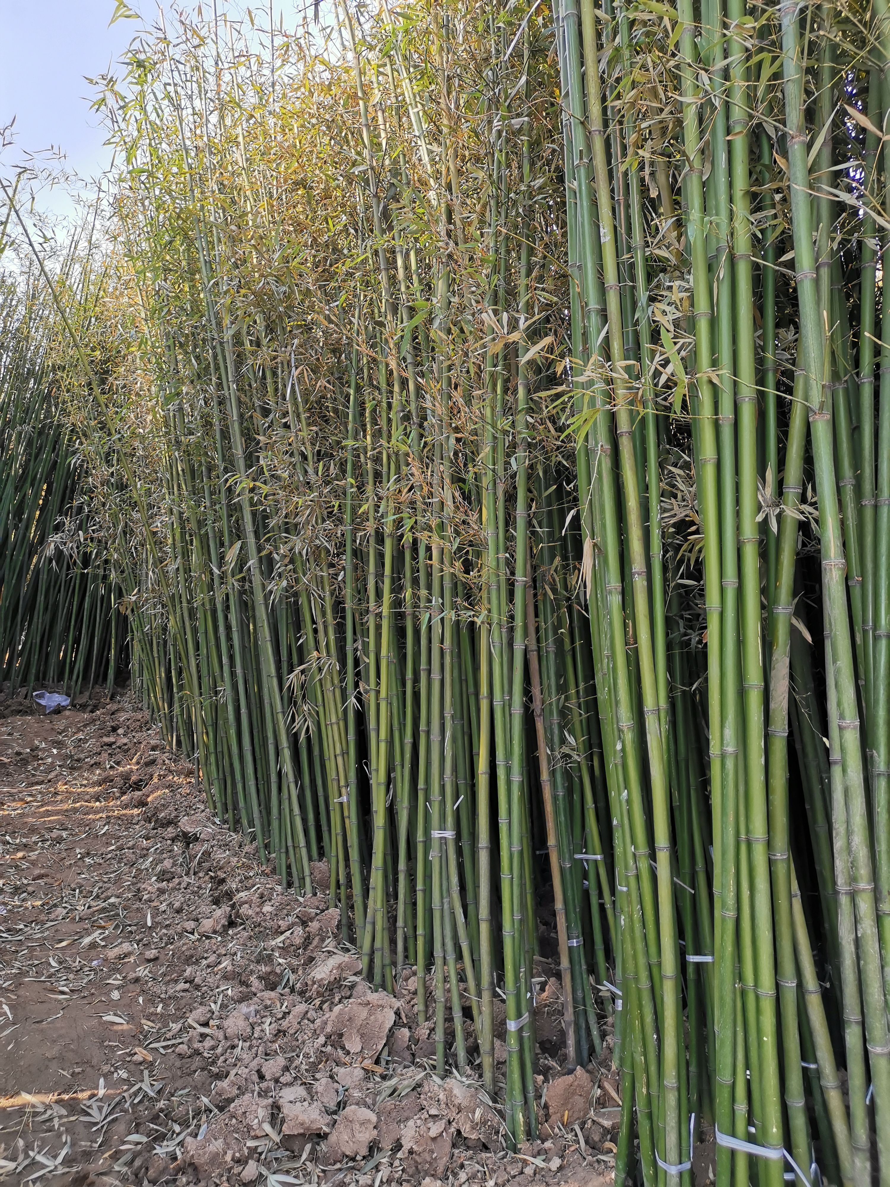 刚竹苗，老移植苗，现挖苗，各种工程苗，规格齐全欢迎来电咨询