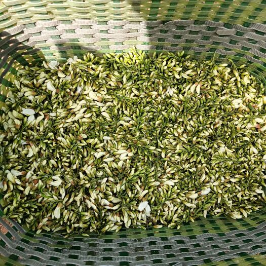 禹州市有大量洋槐花 来个老板合作一下