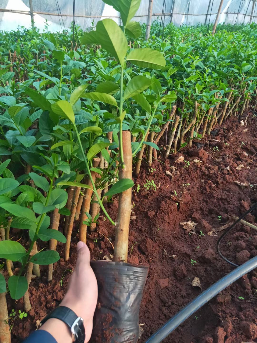 香水柠檬苗 广东香水柠檬树苗无籽嫁接食用无核盆栽地栽南方