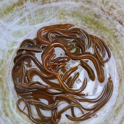  黄鳝