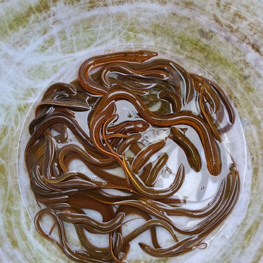 泸州 黄鳝