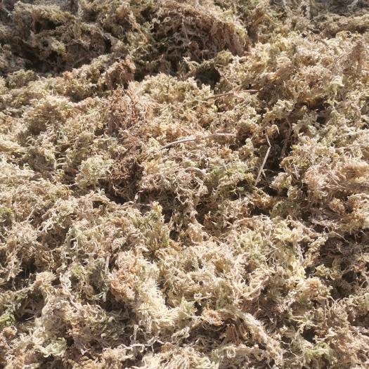大花水苔苔藓 水苔海花草