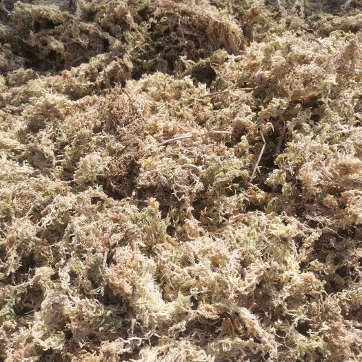 隆回县大花水苔苔藓 水苔海花草