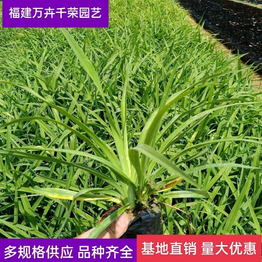 漳浦县 【优选】大花萱草