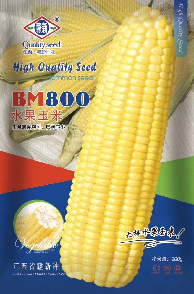 南靖县甜玉米种子 BM800  水果玉米 三交种