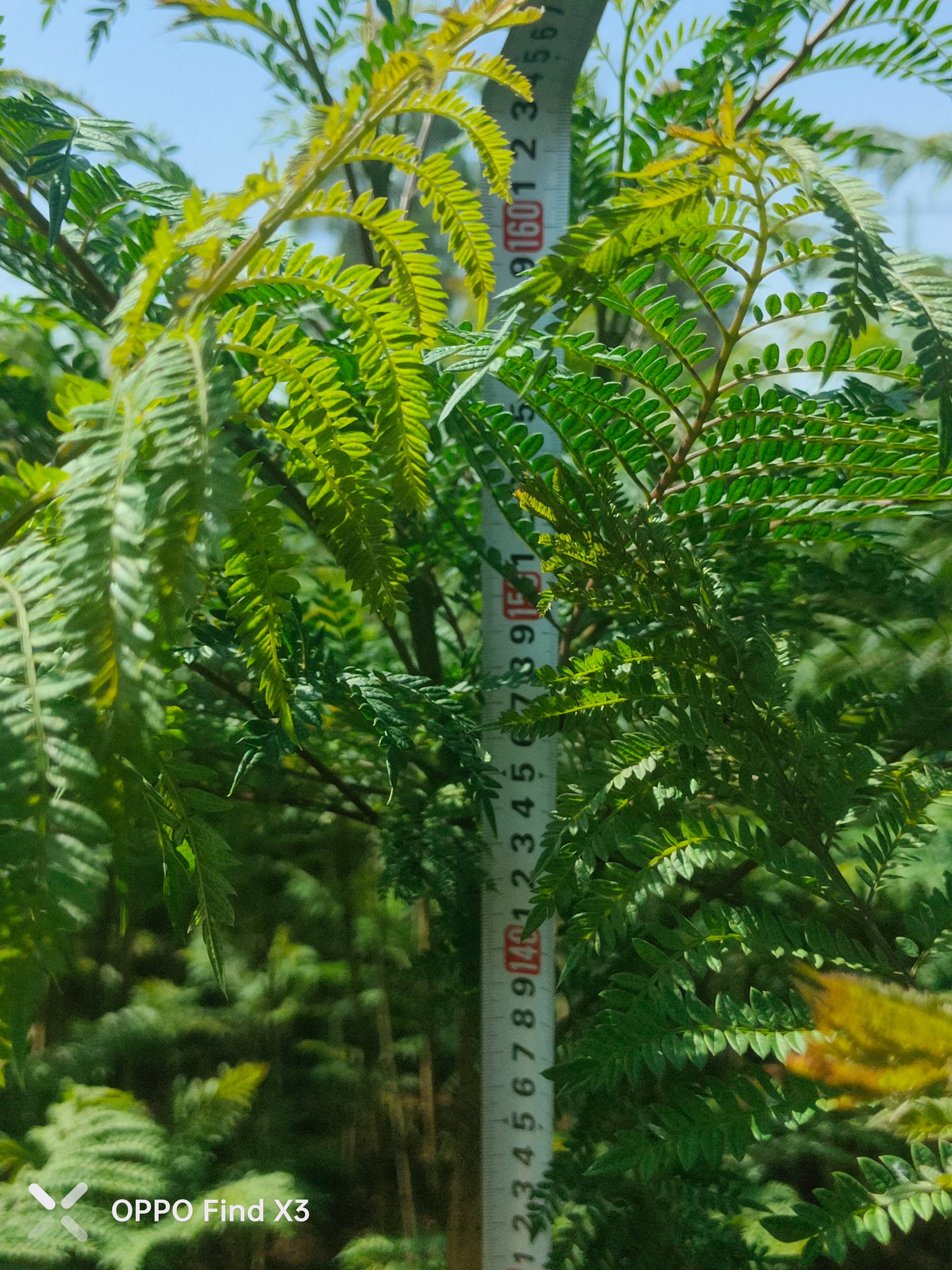 尖叶蓝花楹 篮花楹