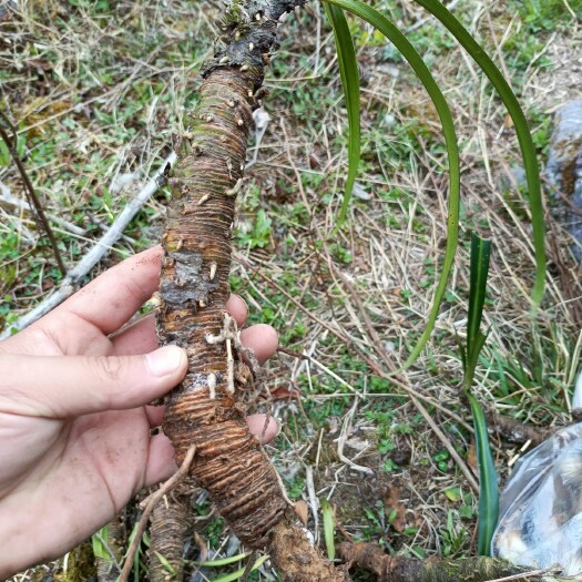 德昌县竹根七 开口箭，包谷七