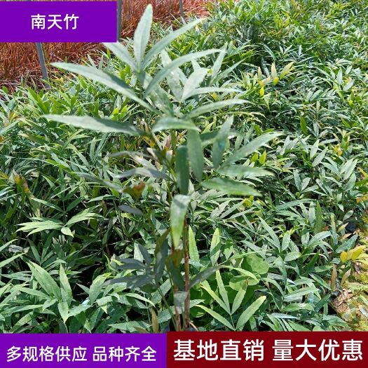 漳浦县 【优选】南天竹 南天竹苗 福建漳州供应南天竹 庭院绿化