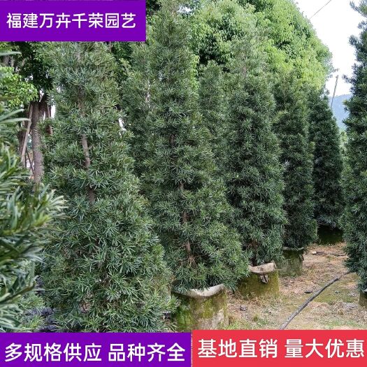 漳浦县 【优选】罗汉松