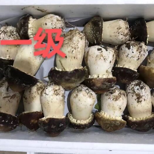重庆市赤松茸 大球盖菇净重5斤