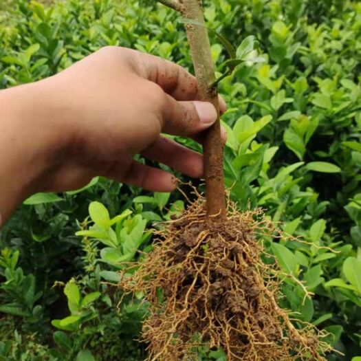 浦北县 广东四季无籽香水柠檬苗，品质纯正，一年四季不断开花结果