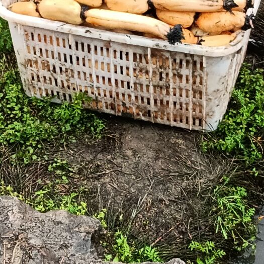 绥阳县粉藕   6号 莲藕 面得很