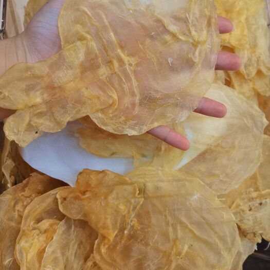 广州花胶 越南蜘蛛片25头