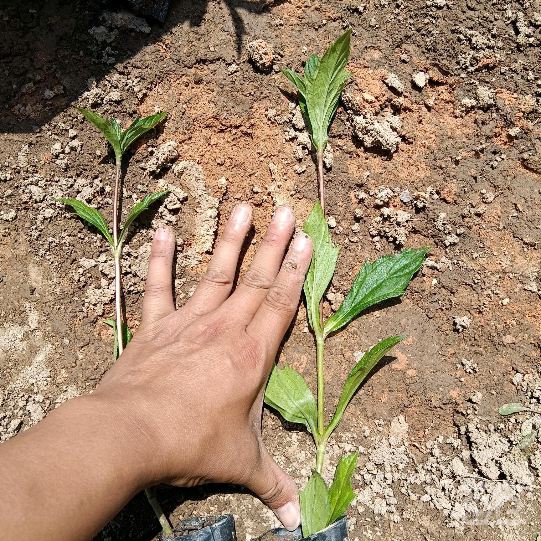  【优选】蟛蜞菊