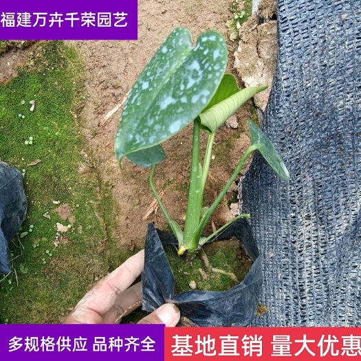 漳浦县 【优选】龟背竹 福建漳州批发龟背竹