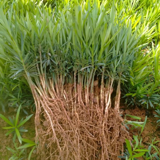 阳朔县小叶罗汉松 罗汉松，幼苗，包邮