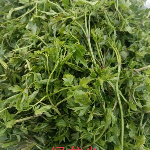 山野菜，绿龙尖，承德特产。