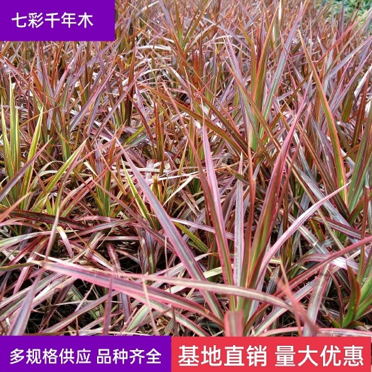 漳浦县 【优选】七彩千年木 福建漳州批发千年木袋苗