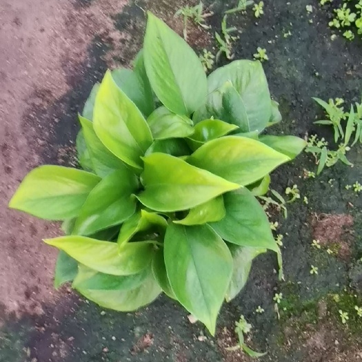 广州绿萝110
