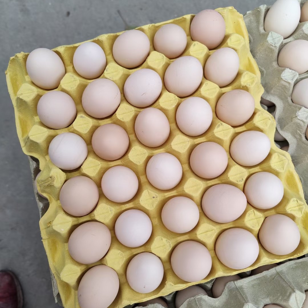 [蛋鸡批发]60日龄新海兰灰青年蛋鸡价格14元/只 