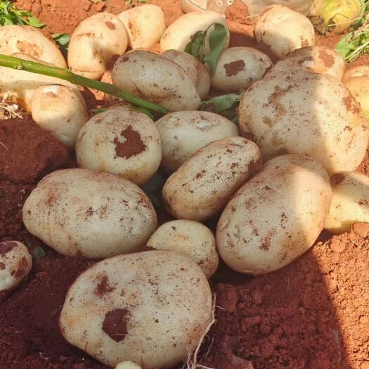 开远市 丽薯6号