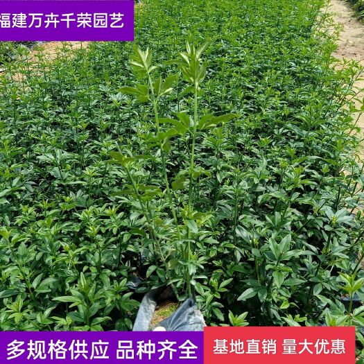 漳浦县 【优选】迎春花 清明花