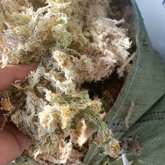 德昌县青苔 海花，水苔藓
