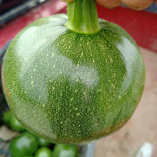惠水县 嫩南瓜农家自种，新鮮蔬菜现摘青南瓜、小瓜