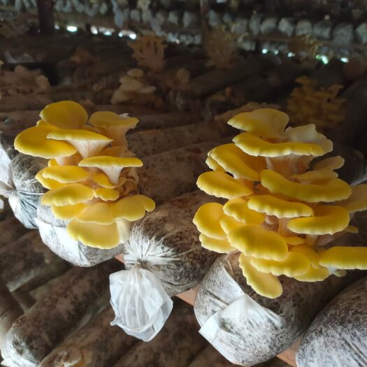 建瓯市精品榆黄蘑