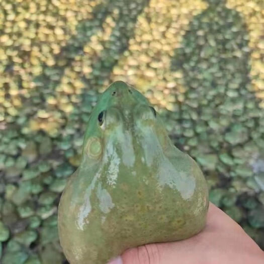 遂溪县牛蛙 4-6两
