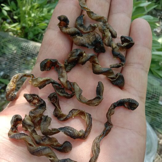 泗洪县 蚯蚓，地龙干，全开无泥散货价格便宜。回收苏北附近鲜蚯蚓。