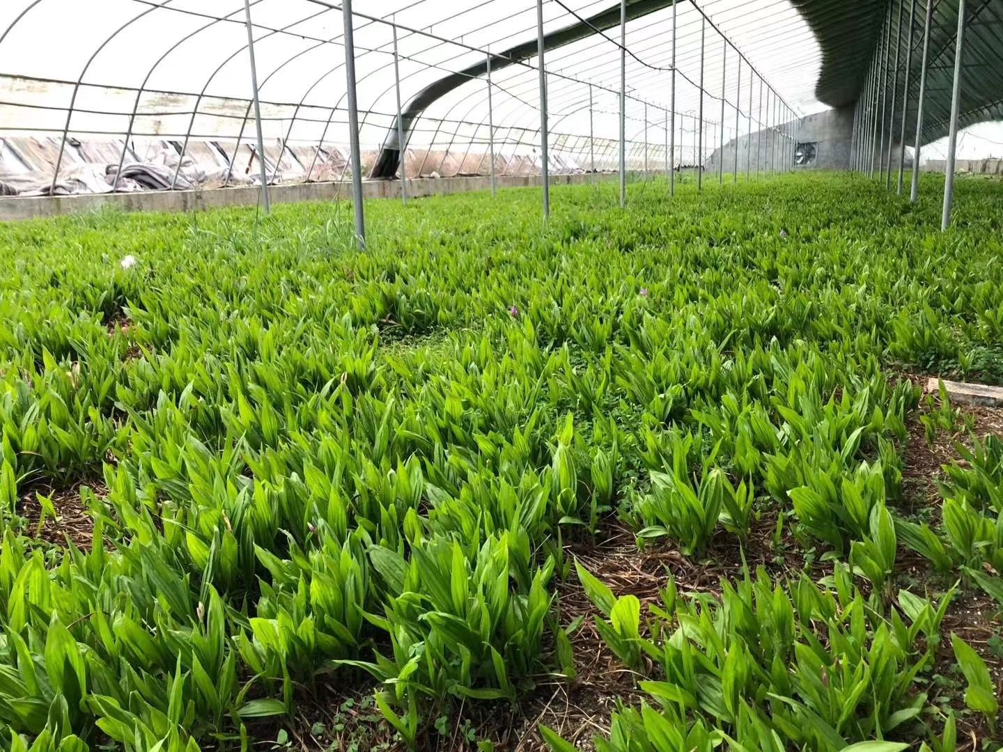 紫花白芨苗 基地发货，现拔现发，拿样价，一件也包邮