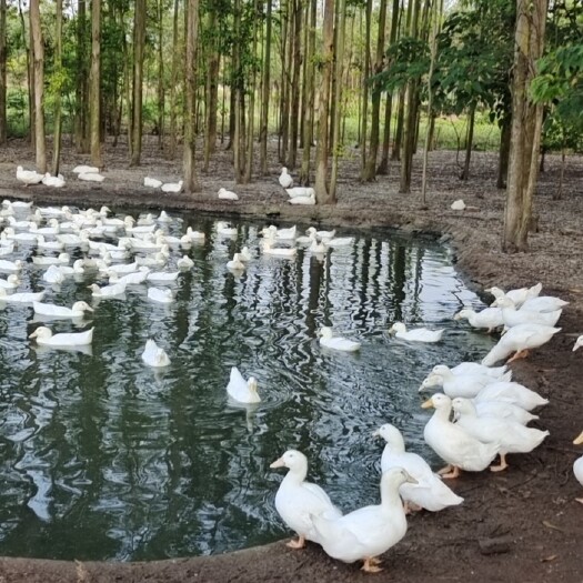 番鸭  鸭 场地价钱