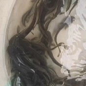 八须鲢 大口鲢