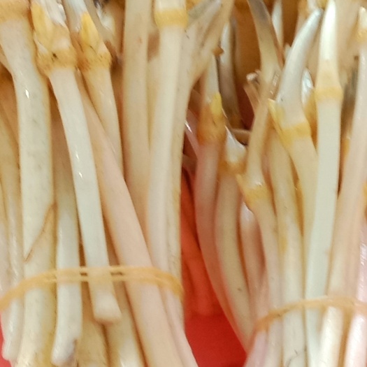 雪莲藕       广西柳江玉藕藕芽（藕尖），嫩爽脆甜。