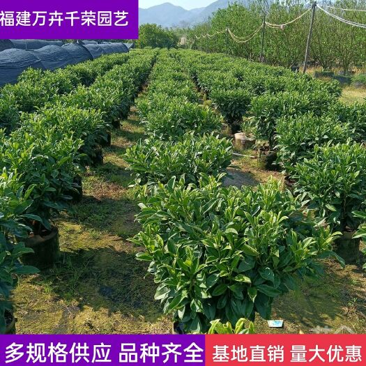 漳浦县 【优选】非洲茉莉