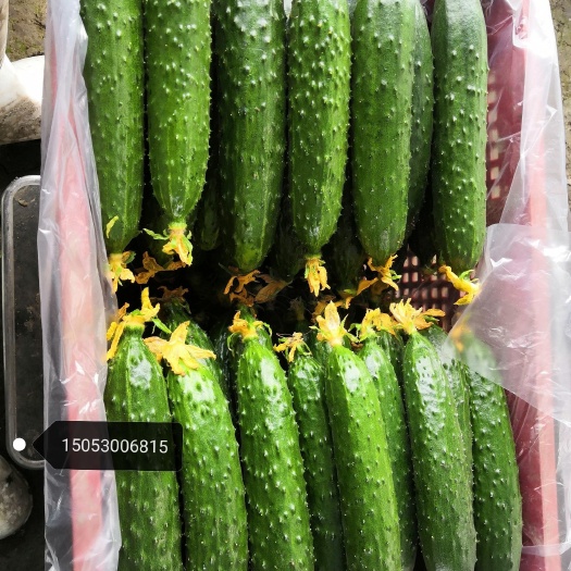 上海自家种的精品旱黄瓜，疫情期间需要自己来拉货