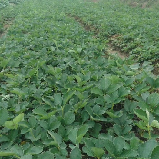 沭阳县红颜草莓苗 优质草莓苗