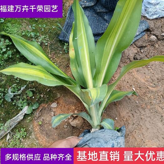 漳浦县也门铁盆栽   【优选】金心也门铁 福建漳州基地批发金