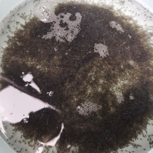 佛山长吻鮠鱼苗 吻鱼水花（江团），实数，足数