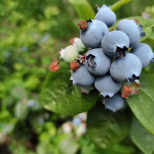 薄雾蓝莓 蓝莓新鲜蓝莓薄雾H5L25L绿宝石