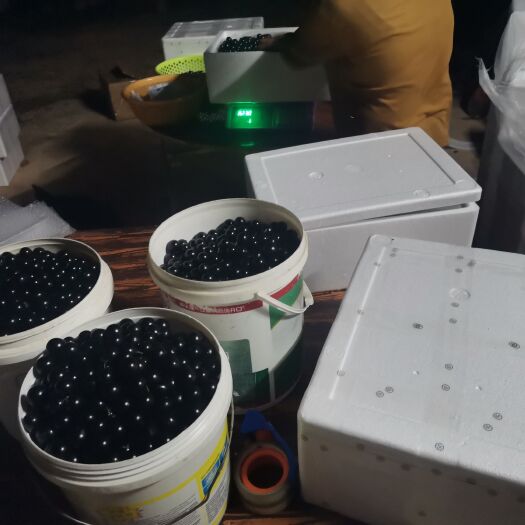 东莞市树葡萄 嘉宝果