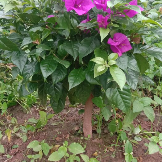 宜宾三角梅紫花，红花，笼子
