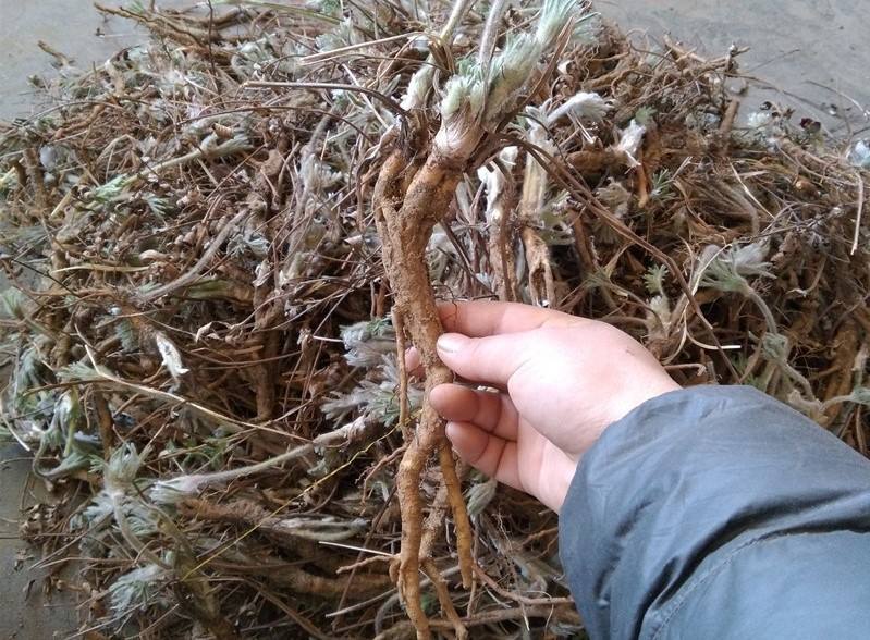 河南伏牛山特产白头翁，货，整株干品，挑选整理