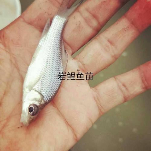 蓬溪县鱼苗 岩鲤鱼苗 规格齐全